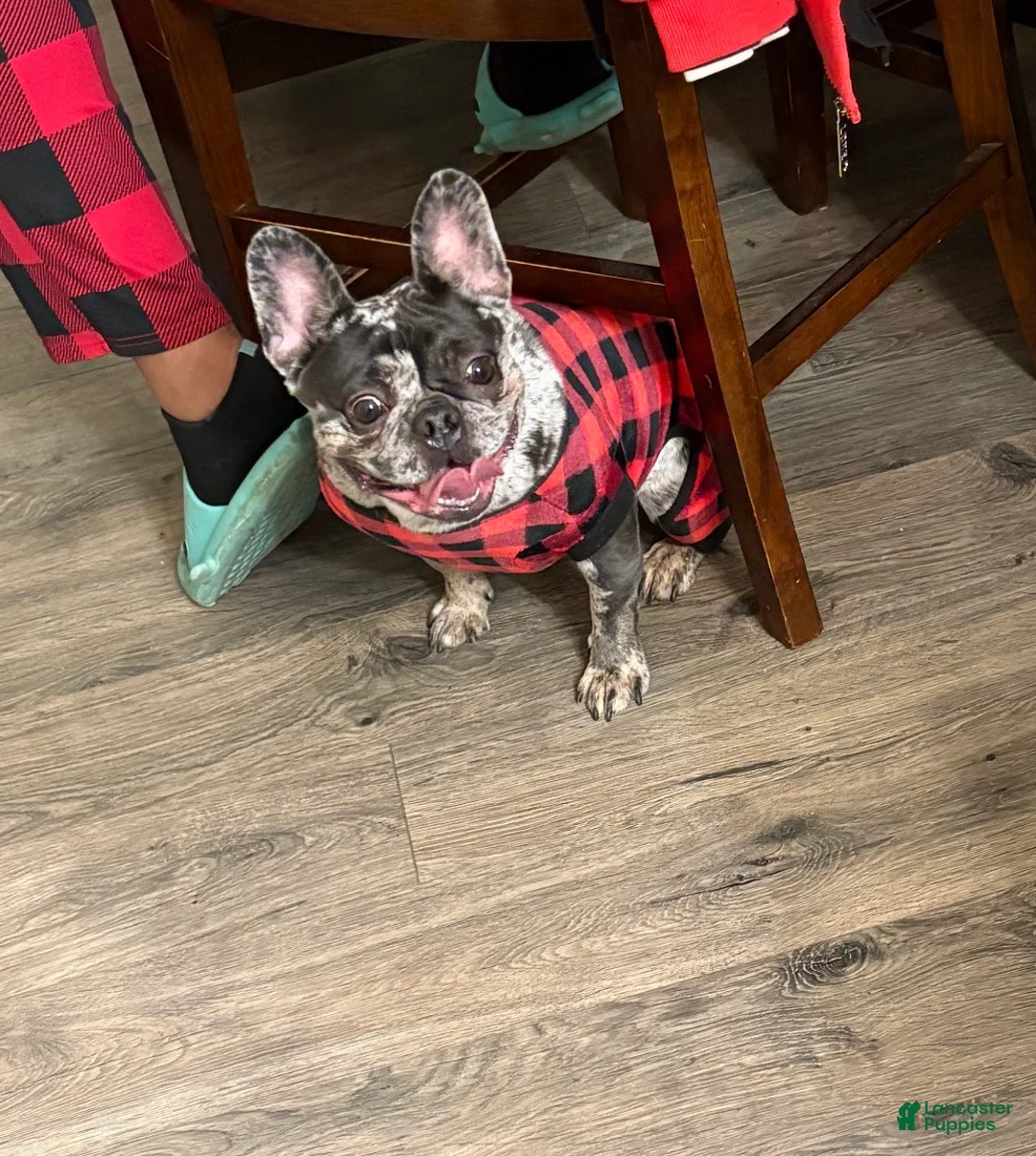 French Bulldog dogs for sale: French Bulldog Puppy 1 - Ad 1