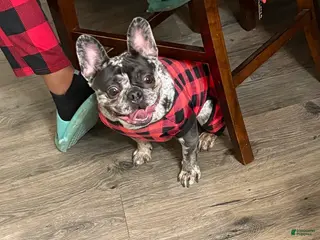 French Bulldog dogs French Bulldog Puppy 1 - Ad 24