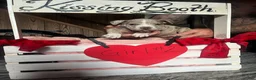 Olde English Bulldogge dogs for sale: Olde English Bulldogge 2 - Ad 6