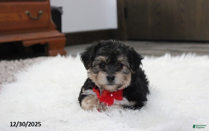 Yochon dogs Damon - Ad 5