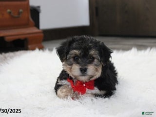 Yochon dogs Damon - Ad 5