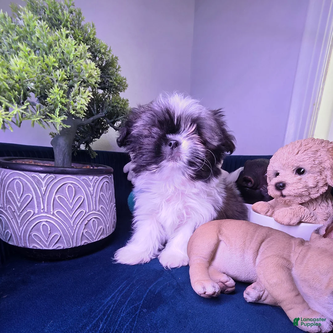 Shih Tzu dogs for sale: Shih Tzu Puppy luquin  - Ad 1