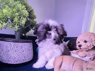 Shih Tzu dogs Shih Tzu Puppy luquin - Ad 36