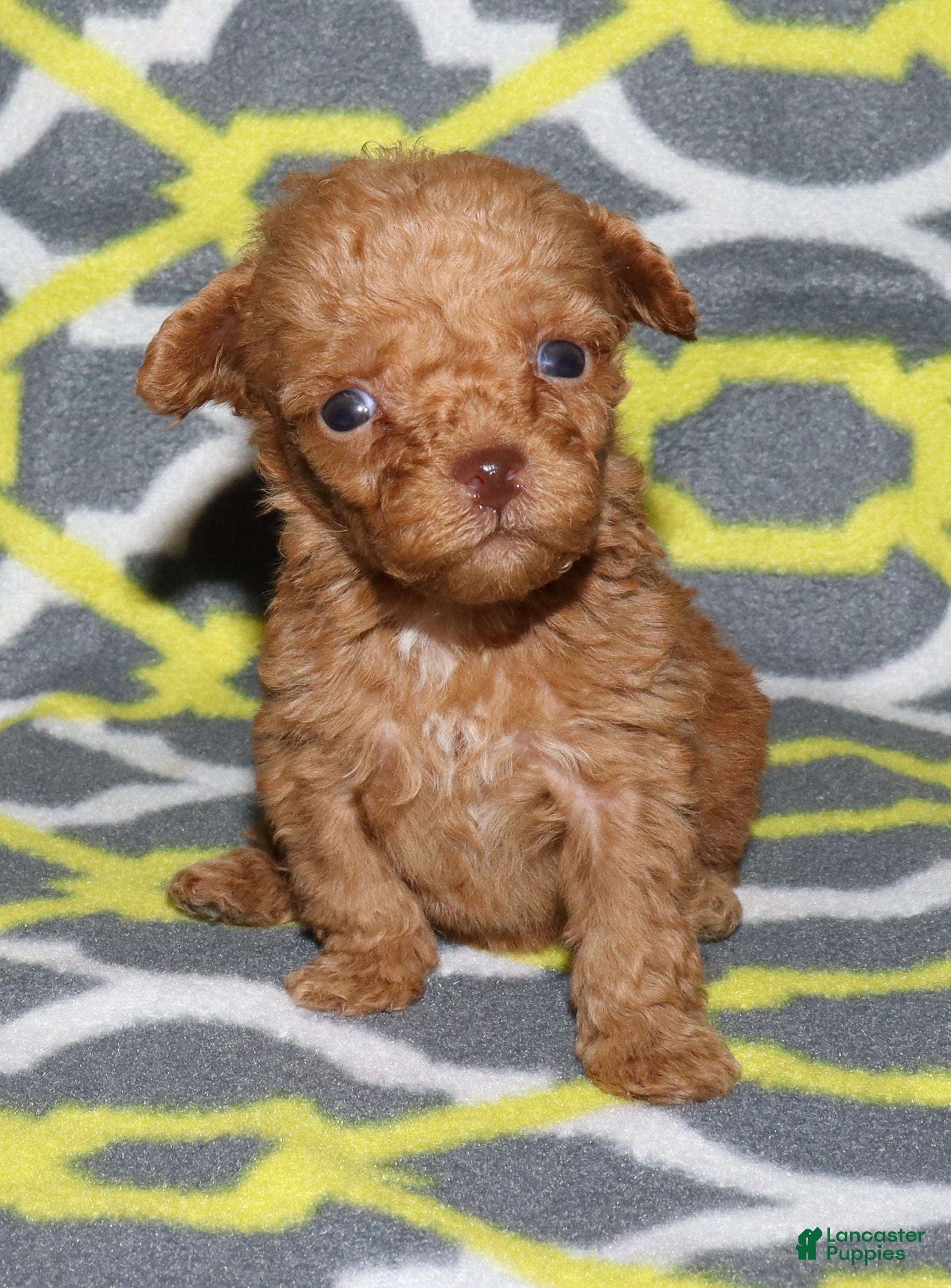 Toy Poodle dogs for sale: Double T Summer’s apricot male - Ad 25