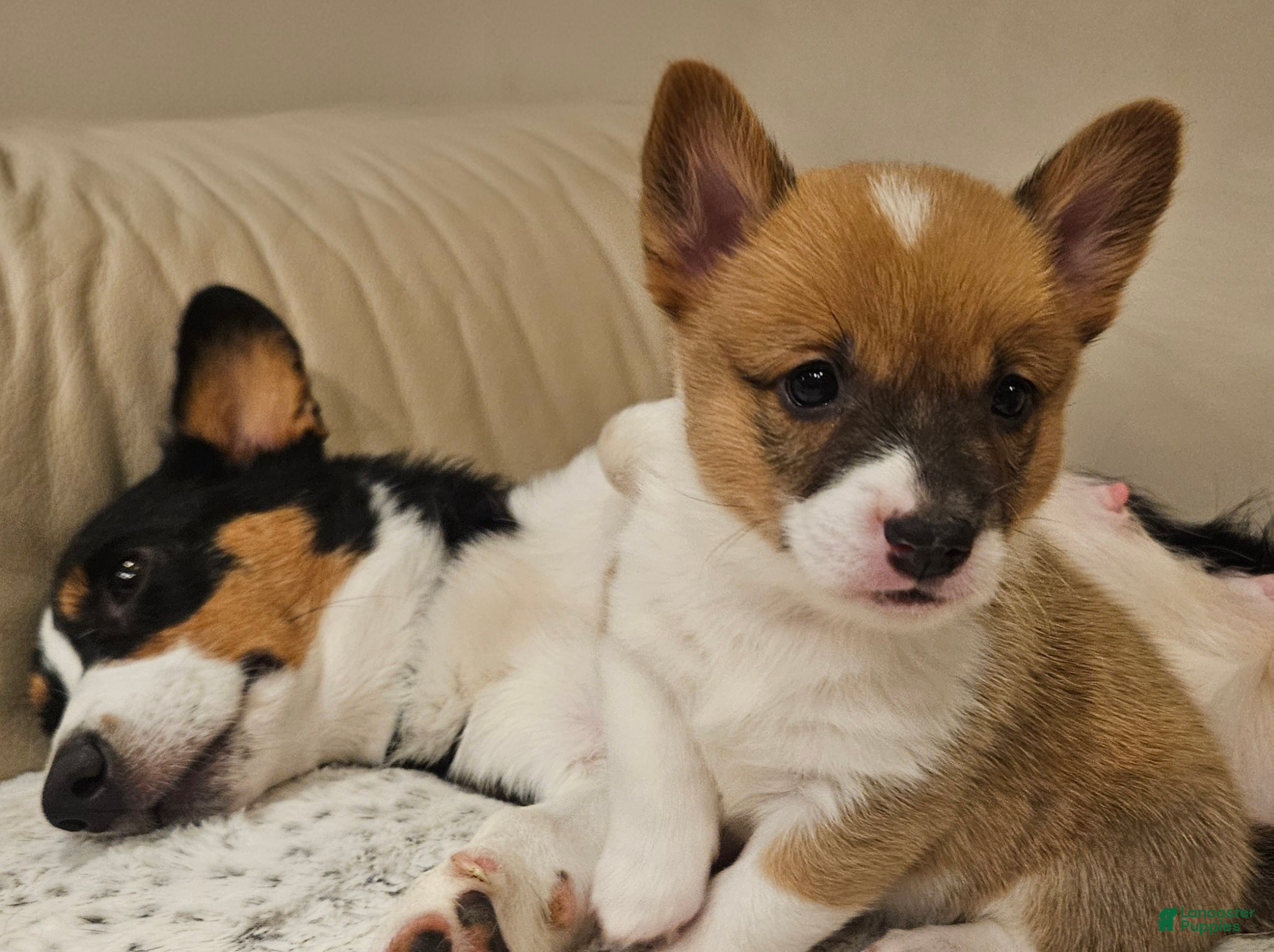 Mixed Breed dogs Janus - Ad 2