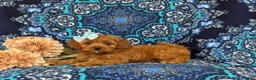 Shihpoo dogs for sale: Adeline - Ad 4
