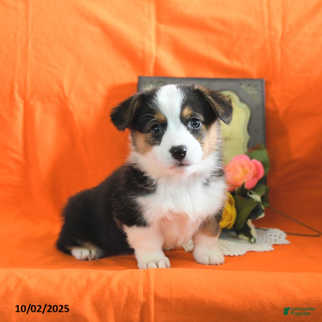 Welsh Corgi Pembroke dogs for sale: Nickle  - Ad 22