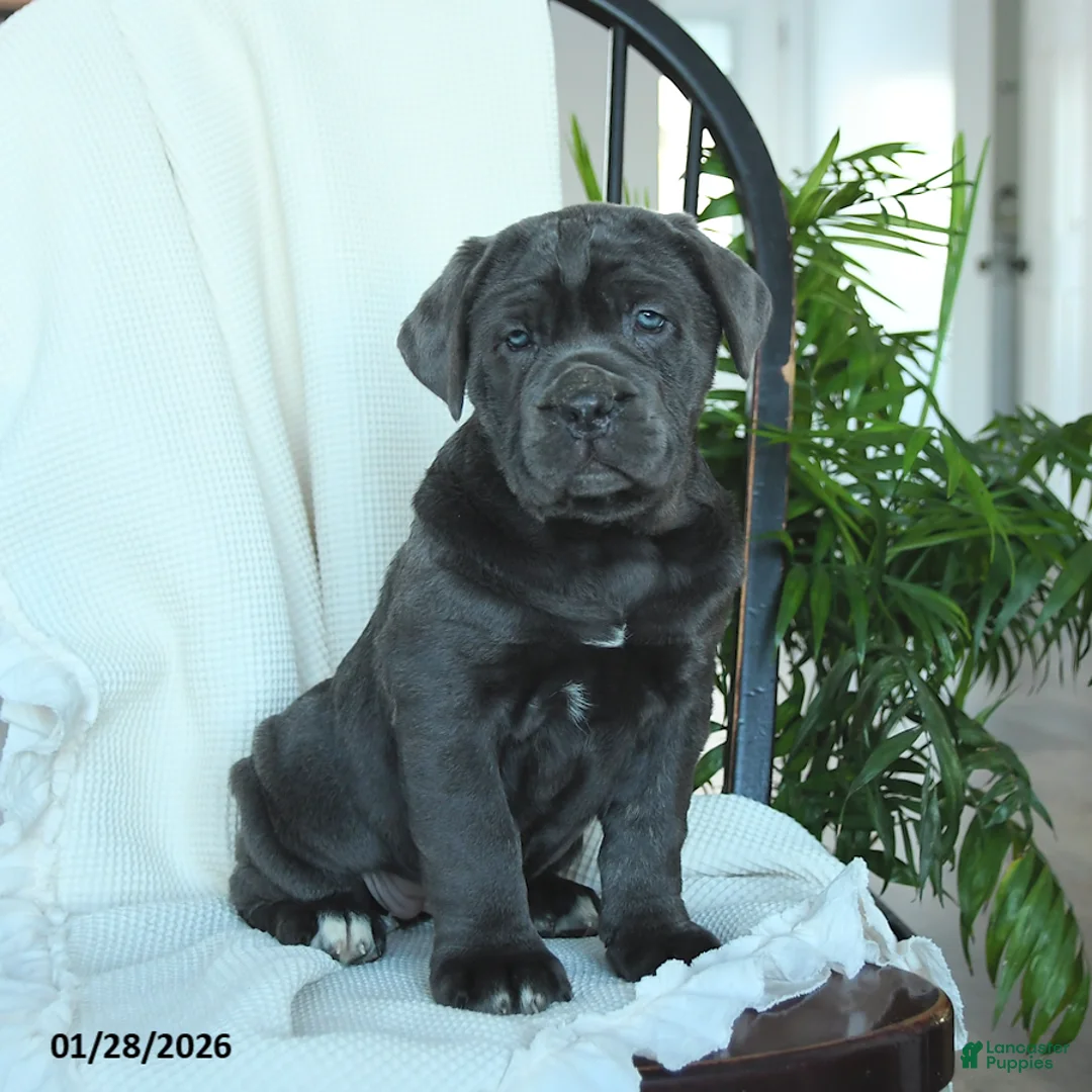 Cane Corso dogs for sale: Avalon - Ad 3