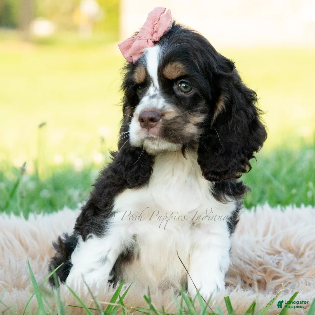 Cocker Spaniel dogs for sale: Tansy - Ad 2