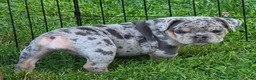 English Bulldog dogs for sale: Tinsel the lilac merle  - Ad 4