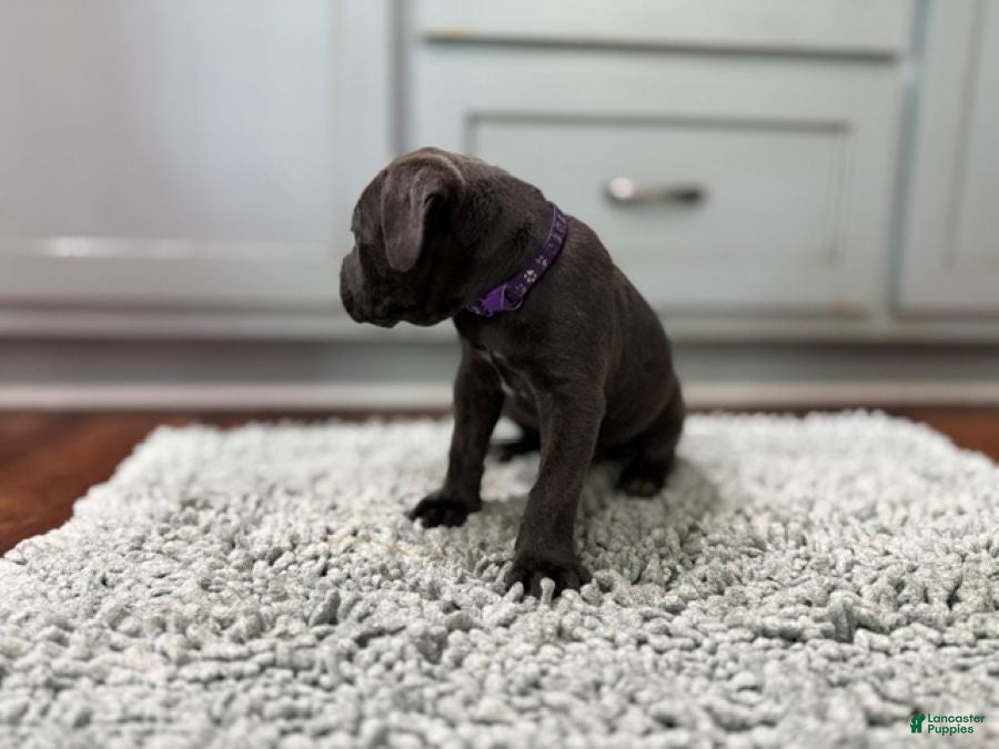 Cane Corso dogs Presley - Ad 2