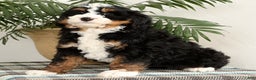 Mini Bernedoodle dogs for sale: Bingo - Ad 4