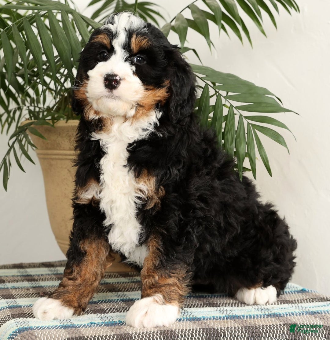 Mini Bernedoodle dogs for sale: Bingo - Ad 4