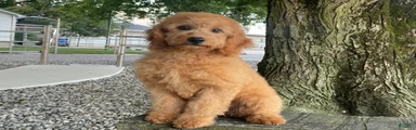 Milie Mini Goldendoodle 
