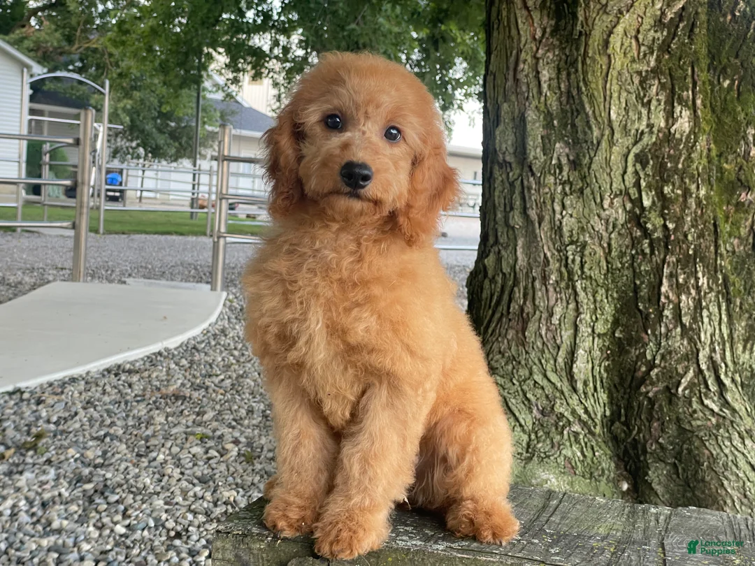 Mini Goldendoodle dogs for sale: Milie Mini Goldendoodle  - Ad 1