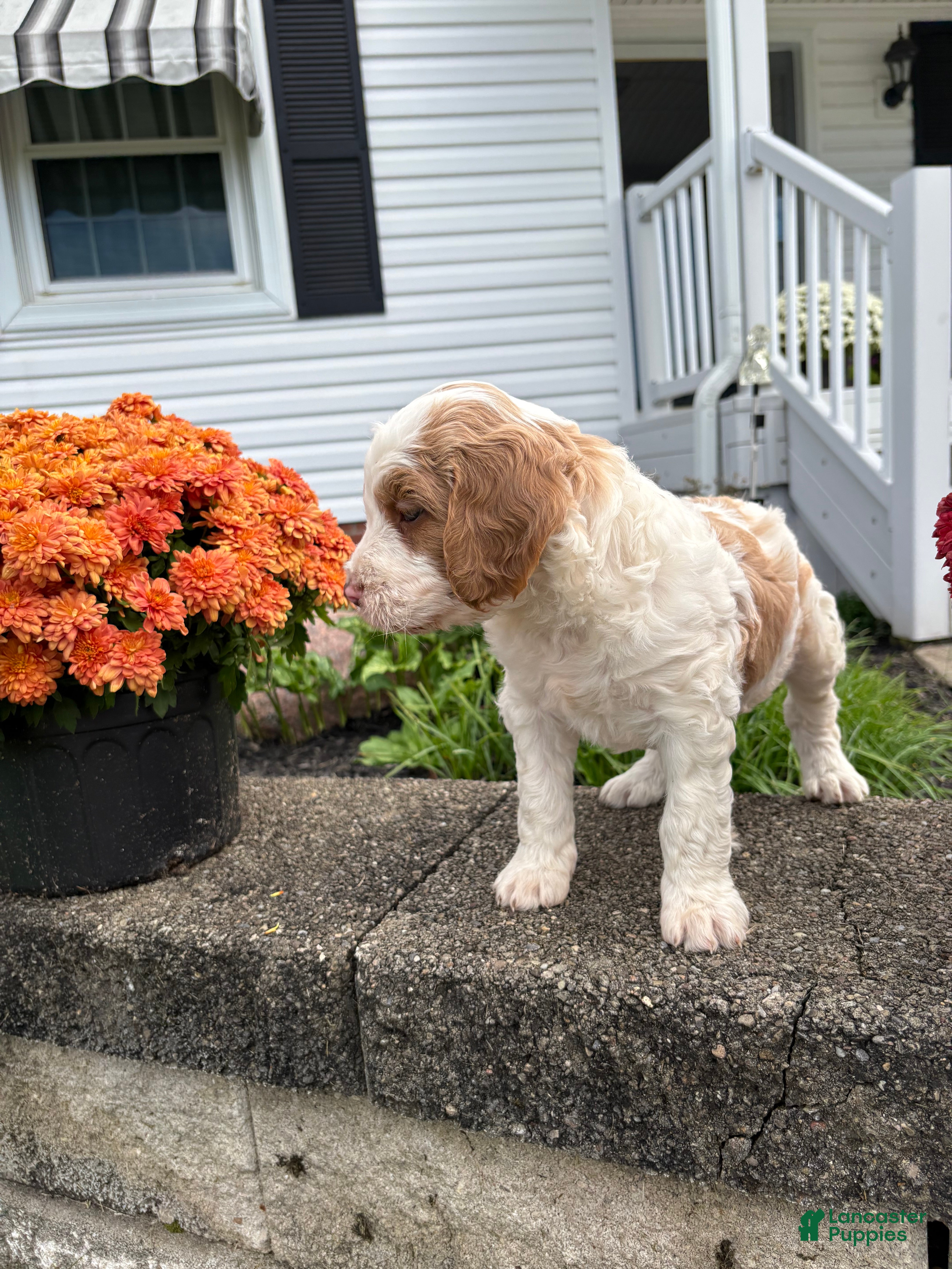 Mixed Breed dogs for sale: Magnum - Ad 2