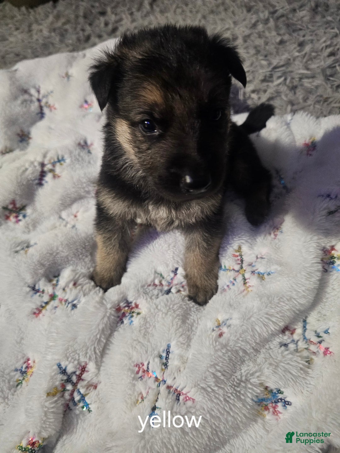 German Shepherd dogs for sale: German Shepherd Puppy 1 - Ad 1