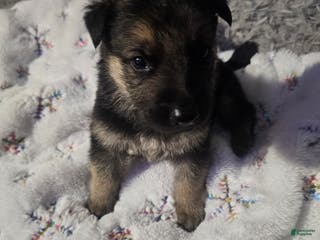 German Shepherd dogs German Shepherd Puppy 1 - Ad 27