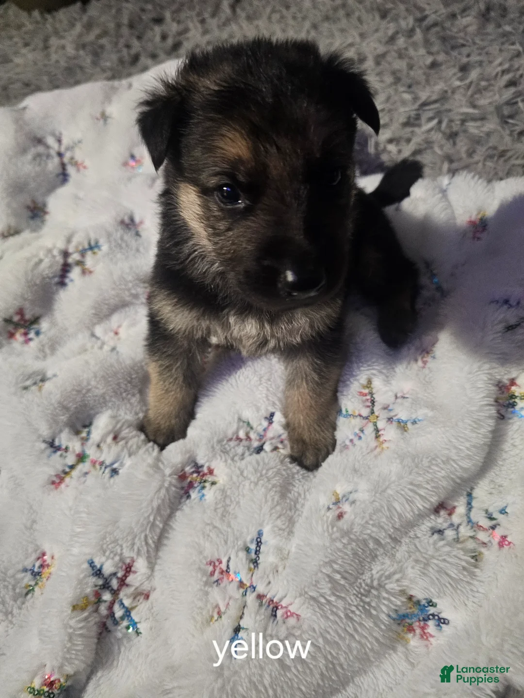 German Shepherd dogs for sale: German Shepherd Puppy 1 - Ad 1