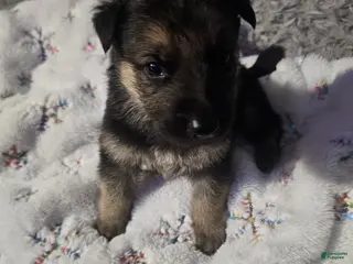 German Shepherd dogs German Shepherd Puppy 1 - Ad 5