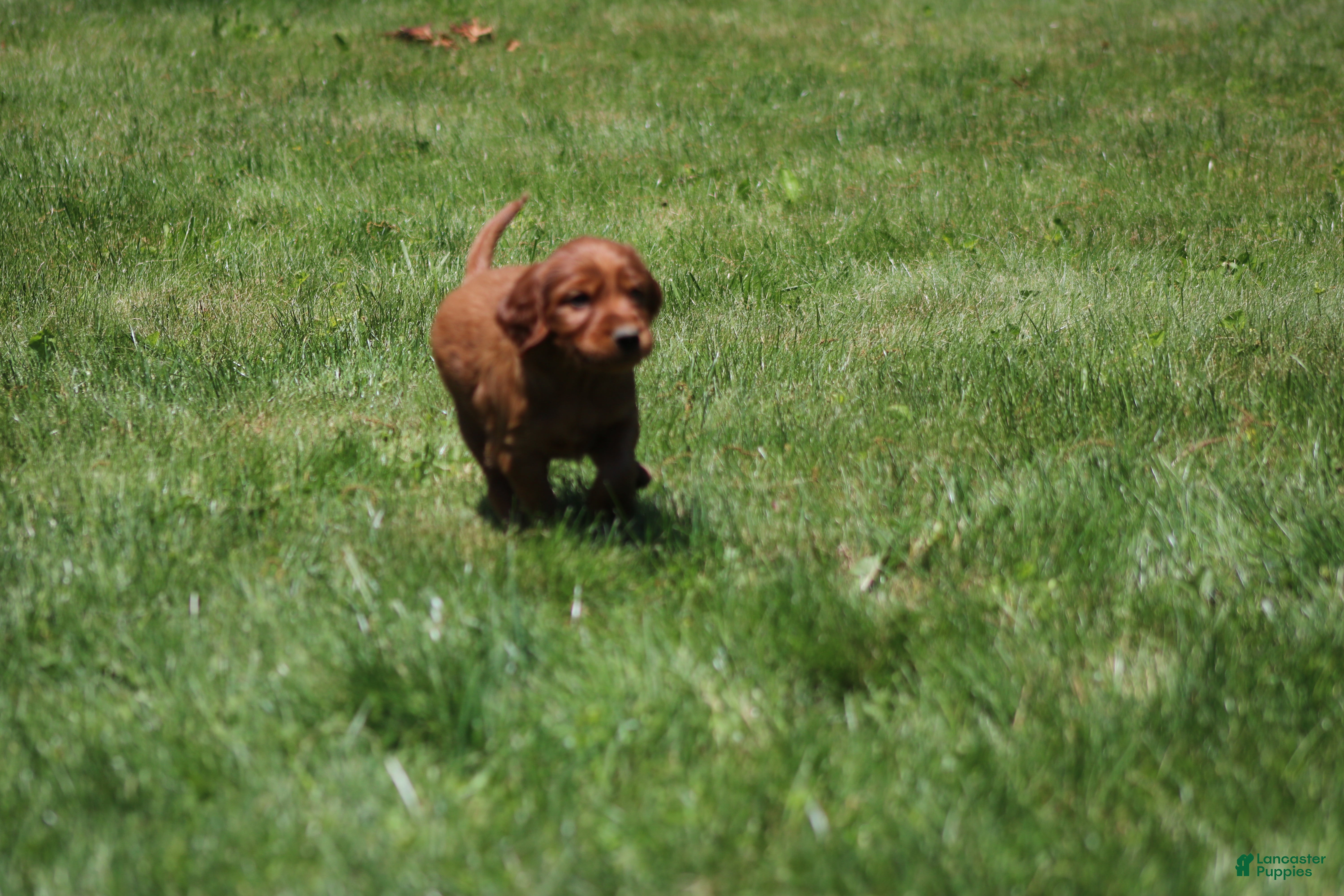 Irish Setter dogs for sale: Milo - Ad 4