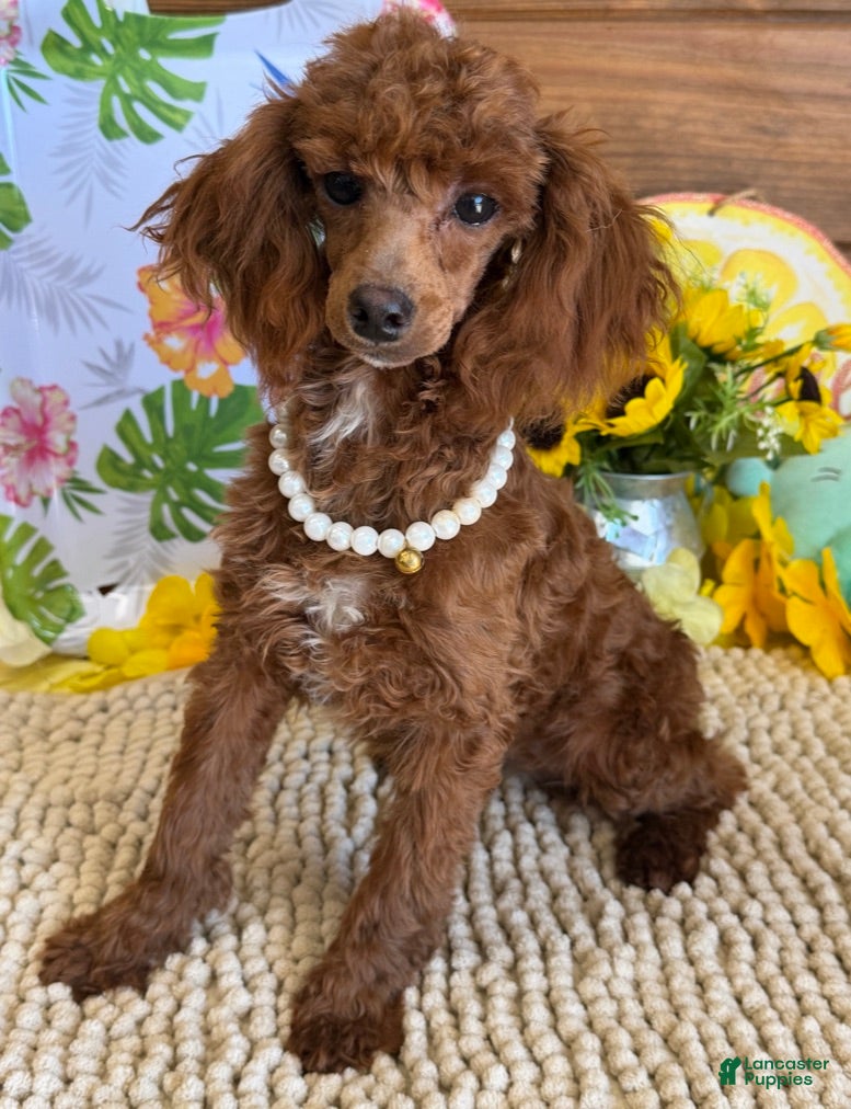 Toy Poodle dogs Lottie - Ad 24