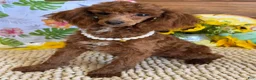 Toy Poodle dogs for sale: Lottie - Ad 1
