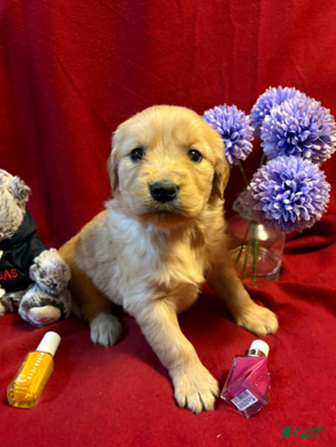 Golden Retriever dogs for sale: Trusty - Ad 1