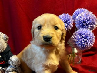 Golden Retriever dogs Trusty - Ad 25