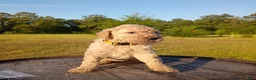 Goldendoodle dogs for sale: Yellow  - Ad 6