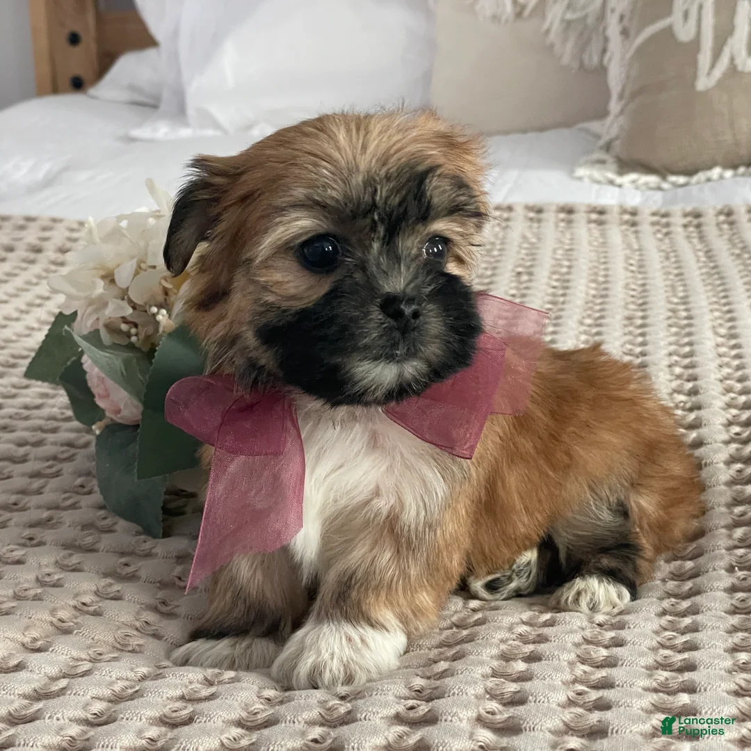 Morkie dogs for sale: Nutella - Ad 8