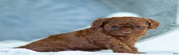 Toy Poodle dogs for sale: Rosy Toy Poodle Puppy  - Ad 3
