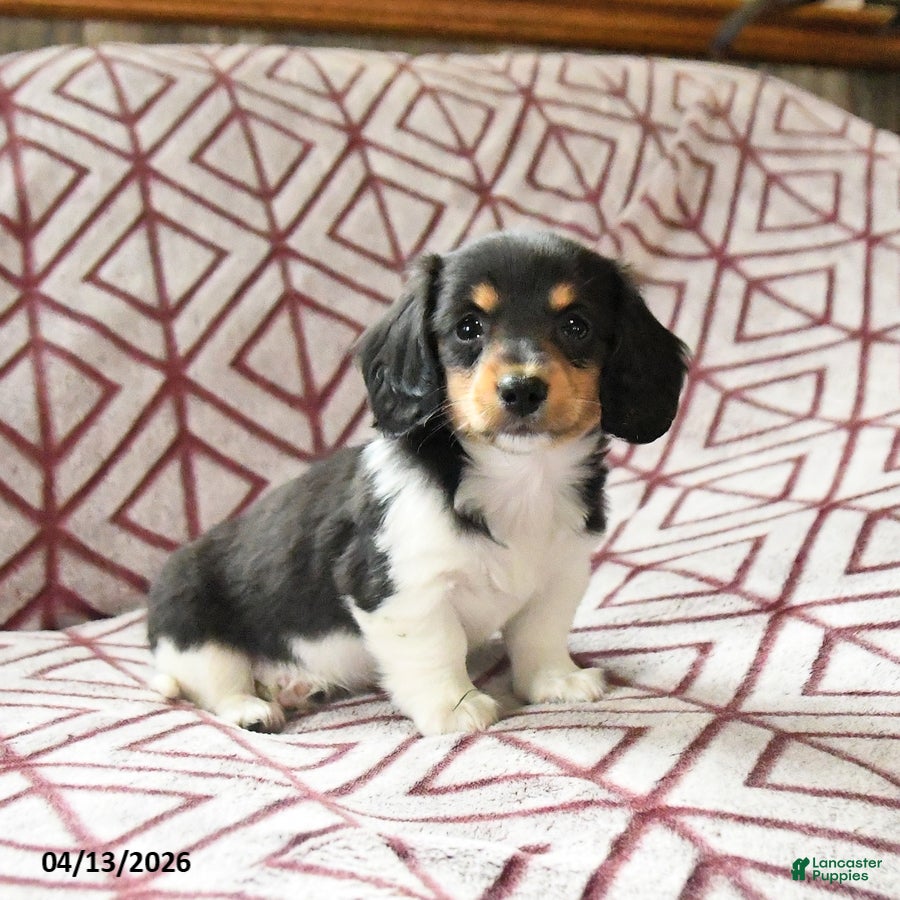 Miniature Dachshund dogs Daffodil - Ad 1