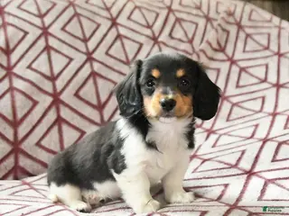 Miniature Dachshund dogs for sale: Daffodil - Ad 3