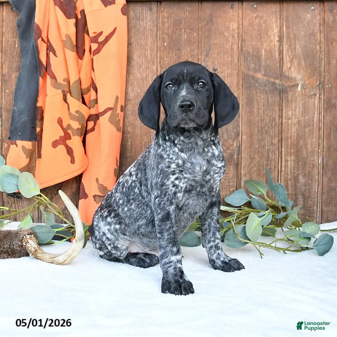 German Shorthaired Pointer dogs for sale: Midnight - Ad 1