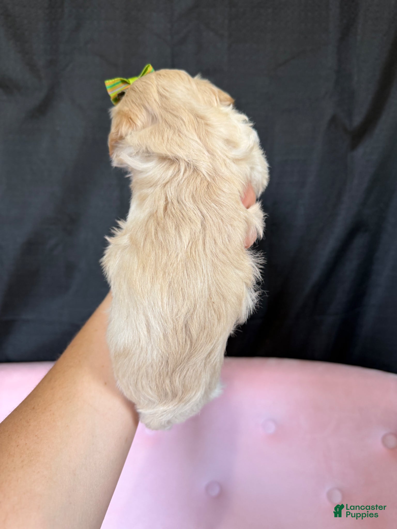 Maltipoo dogs for sale: Barbies Maltipoo Girl! Green Bow 💚 - Ad 11