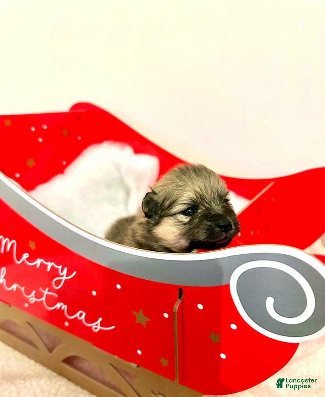 Pomeranian dogs for sale: Molly - Ad 4