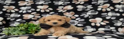 Maltipoo dogs for sale: Ryce 6 lbs Full Grown - Ad 5