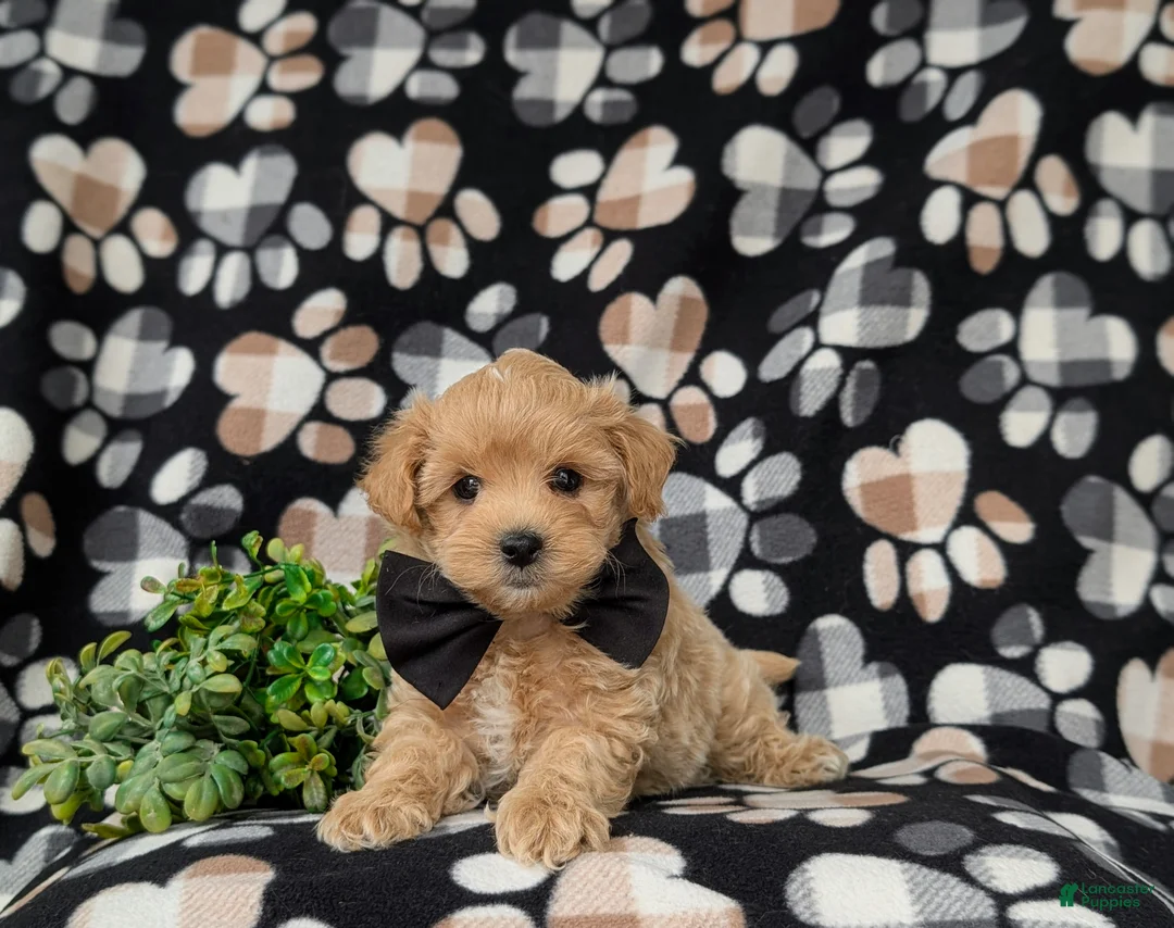 Maltipoo dogs for sale: Ryce 6 lbs Full Grown - Ad 5