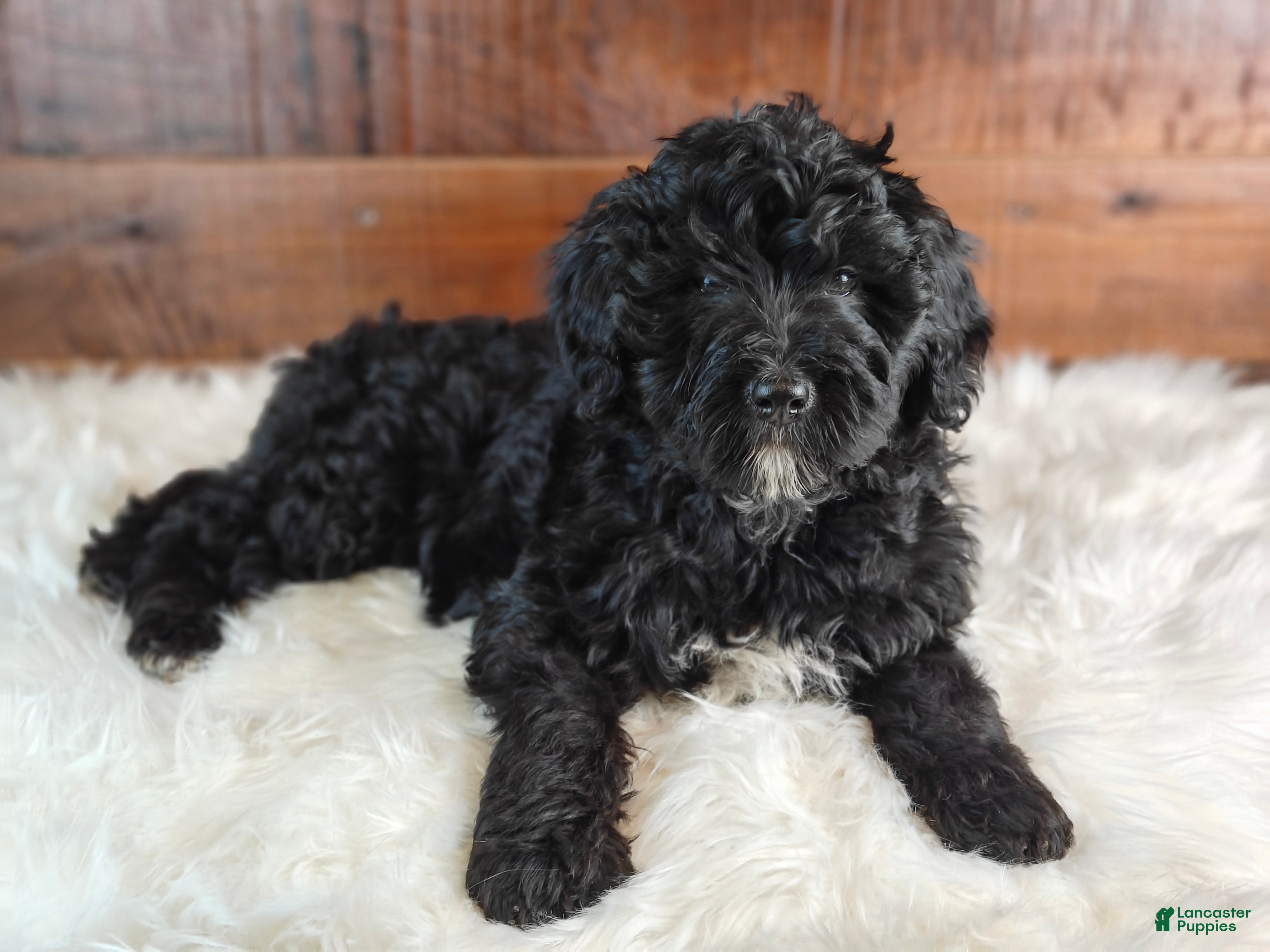 Bernedoodle dogs Fudge  - Ad 2
