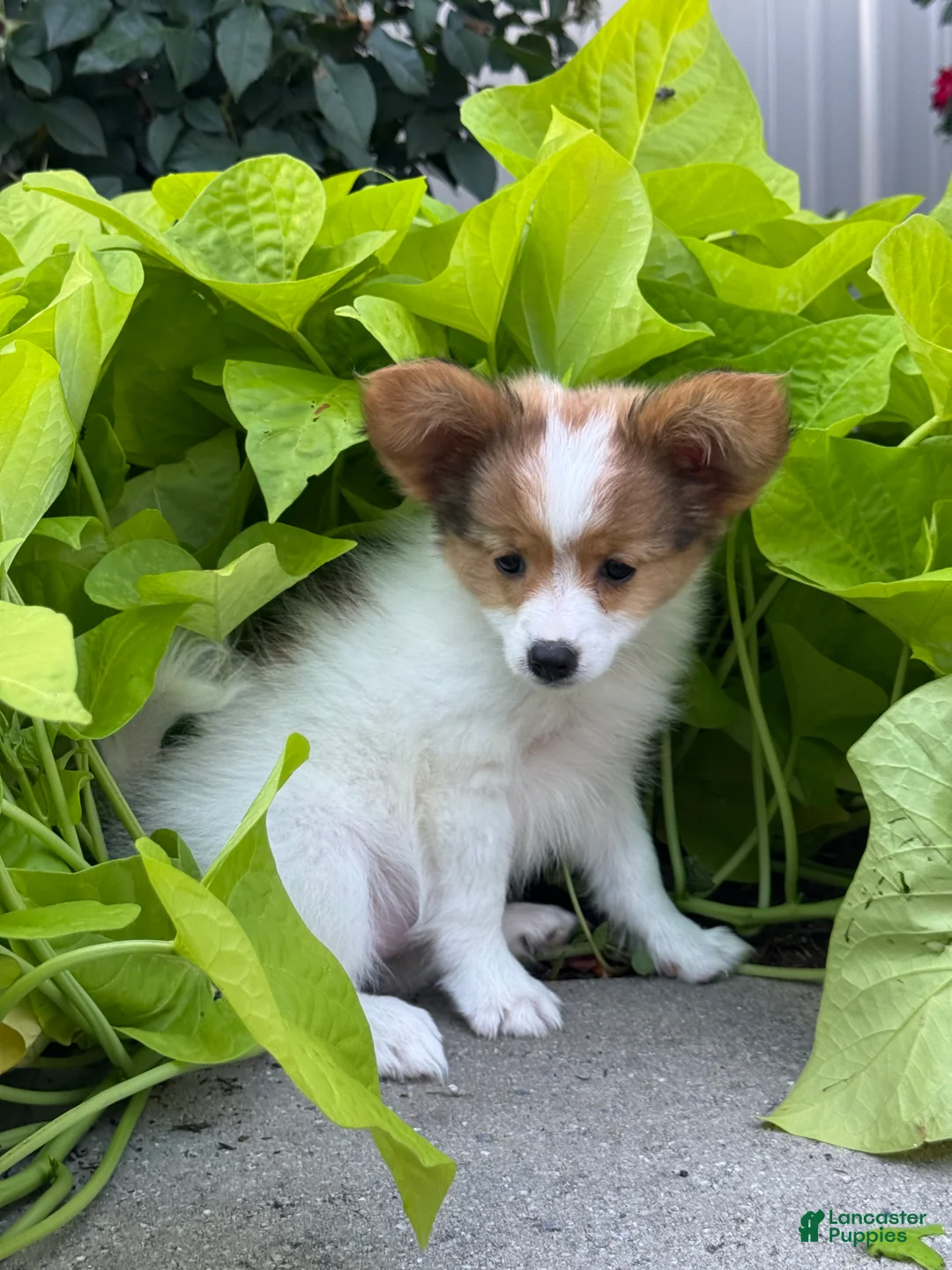 Papillon dogs for sale: Rosie - Ad 2