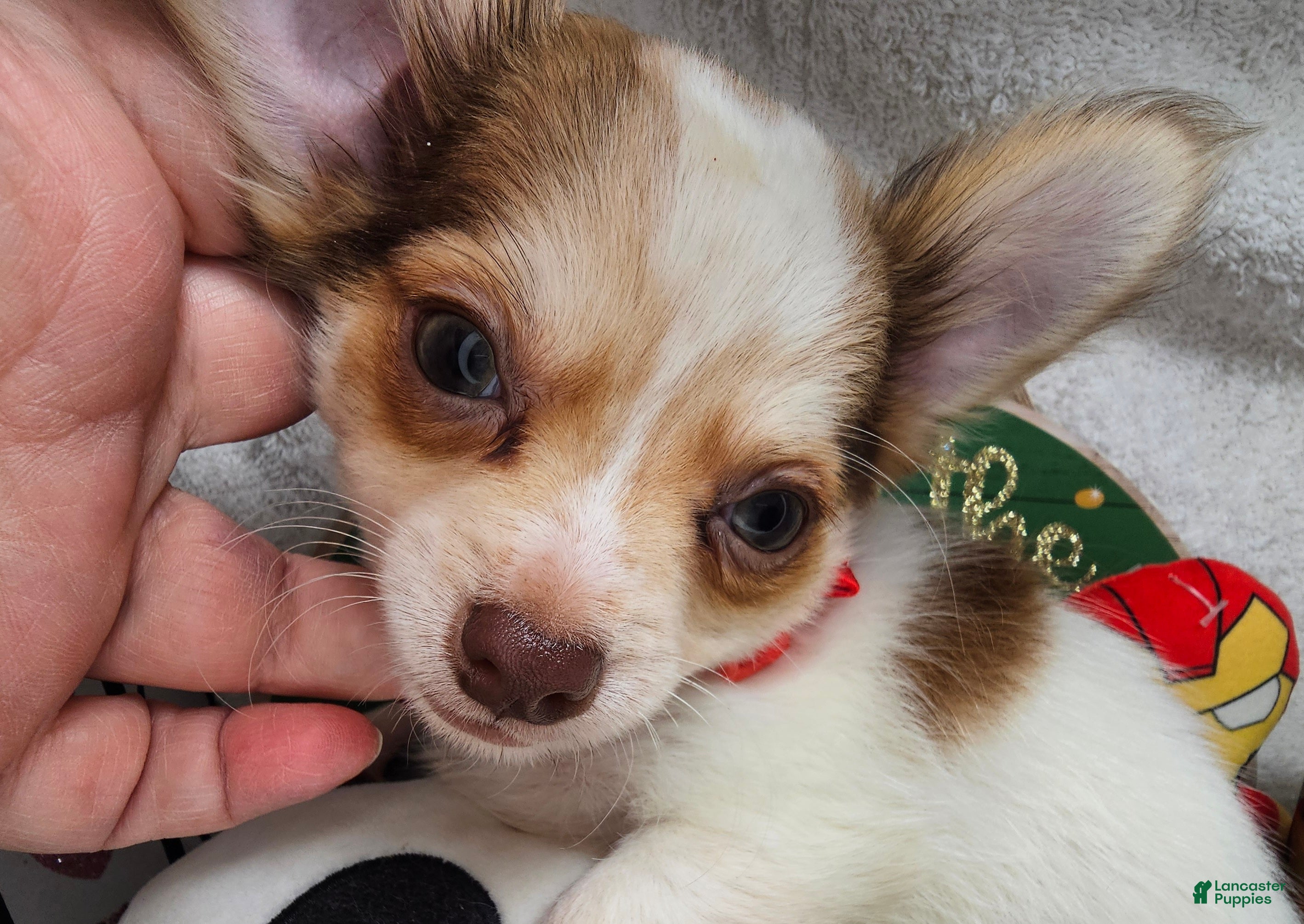 Chihuahua dogs Jimmy Neutronn - Ad 10