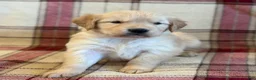Golden Retriever dogs for sale: Sondra - Ad 7