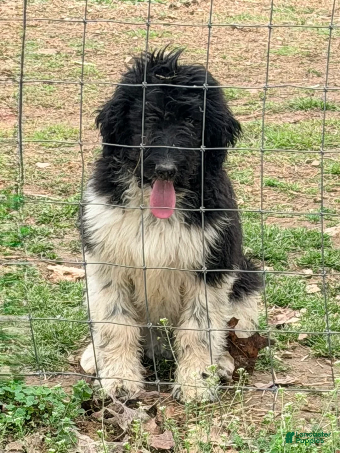 Aussiedoodle dogs for sale: Aussiedoodle Puppy 1 - Ad 1