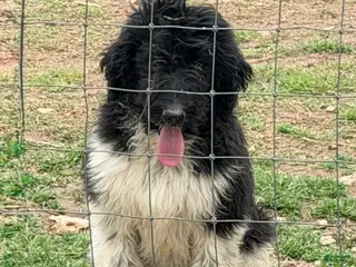 Aussiedoodle dogs Aussiedoodle Puppy 1 - Ad 11