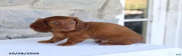 Dachshund dogs for sale: Tony - Ad 4