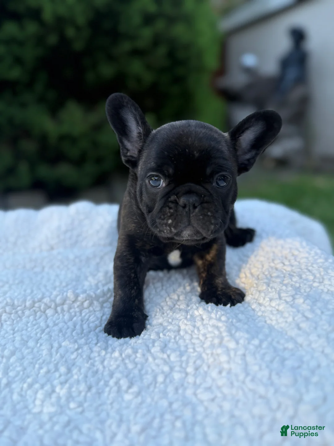 French Bulldog dogs for sale: French Bulldog Puppy 1 - Ad 1