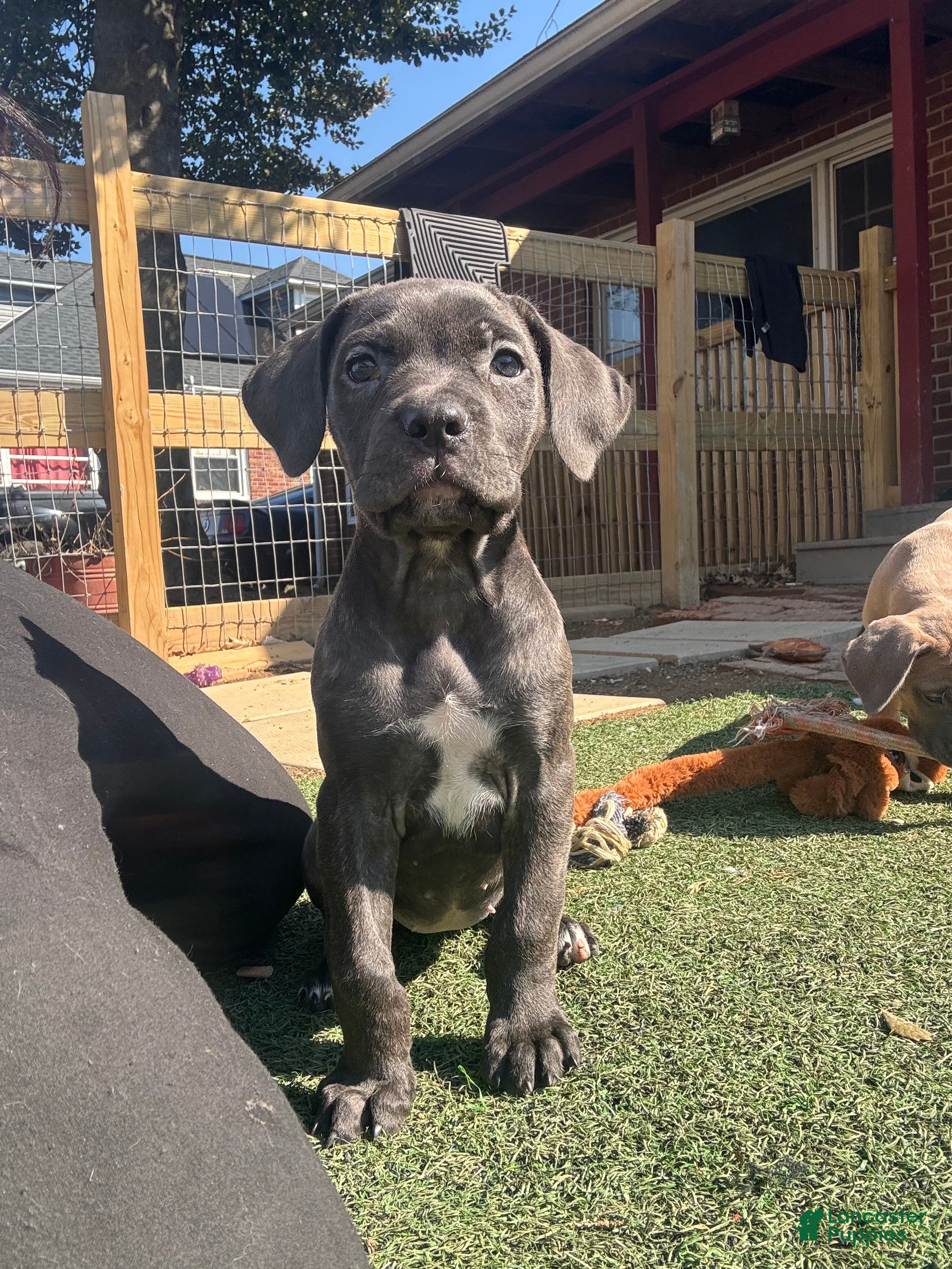 Cane Corso dogs Raven - Ad 2