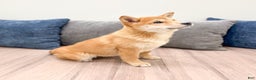 Shiba Inu dogs for sale: Marcie - Ad 3