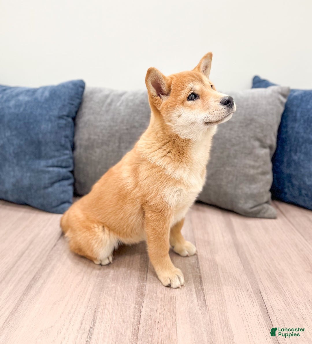Shiba Inu dogs for sale: Marcie - Ad 3